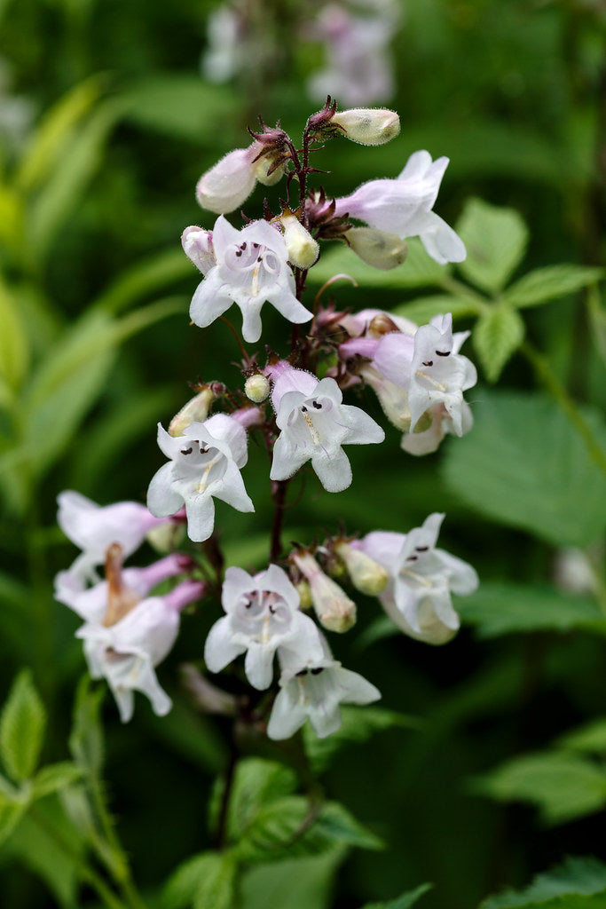 Foxglove Beardtongue