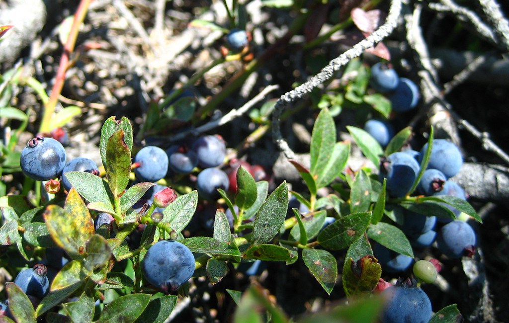 Wild Lowbush Blueberry
