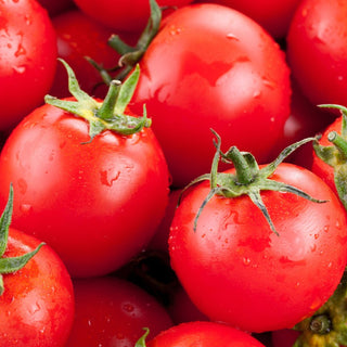 Tomato, Centennial Rocket Seeds