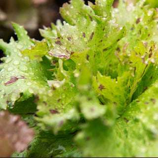 Lettuce, Jester seeds