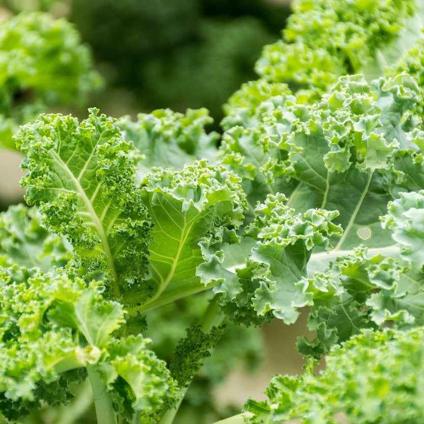 Kale, Siberian