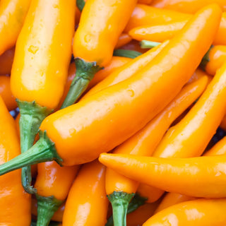 Peppers, Tequila Sunrise Seeds