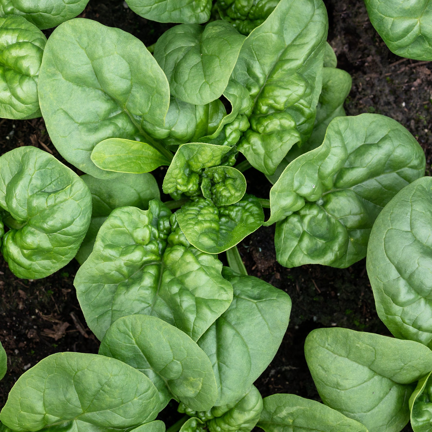 Spinach, Bloomsdale Seeds