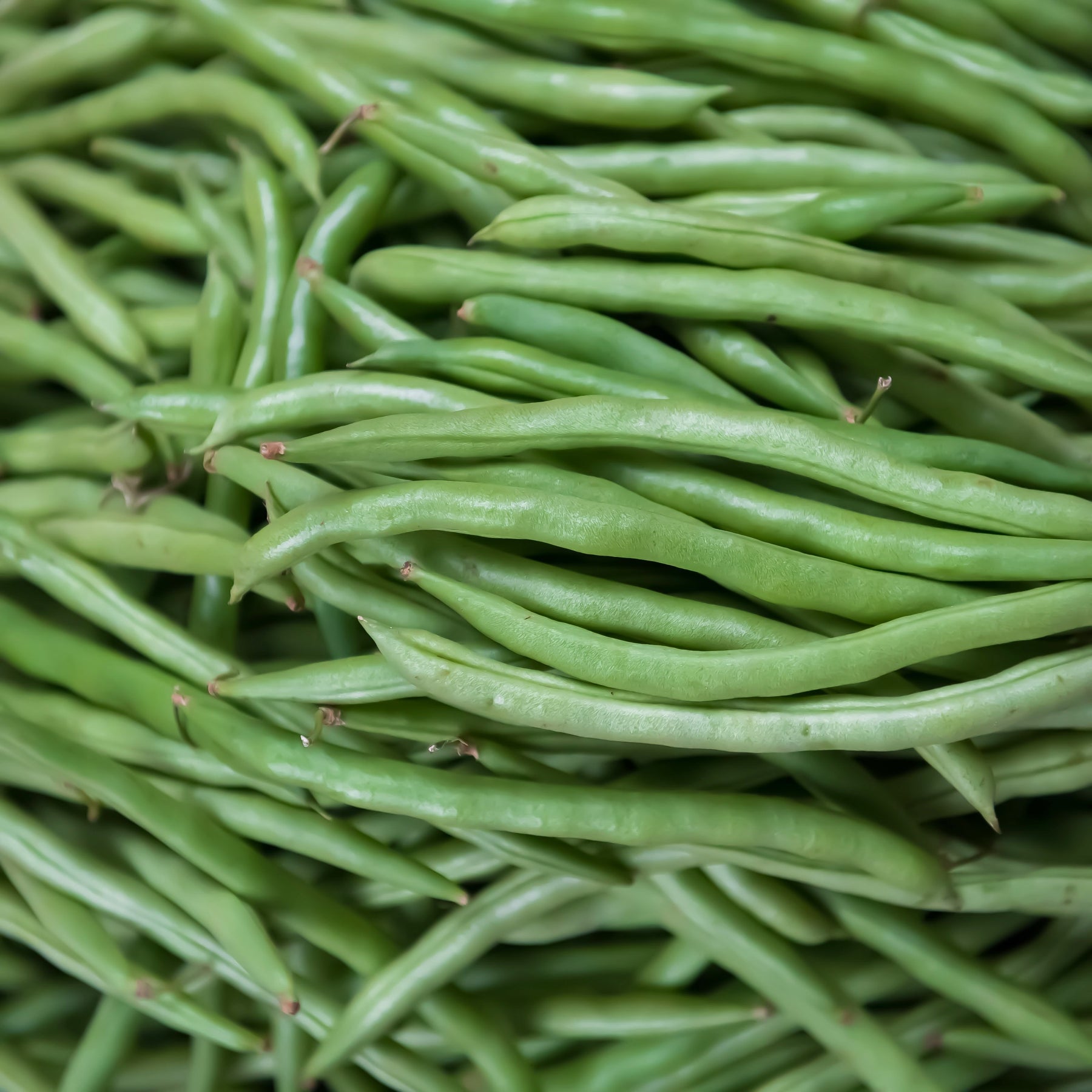 Easy to Grow Vegetable Collection