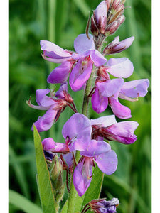 For the Bees Wildflower Collection