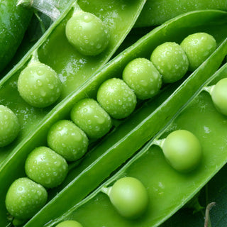 Peas, Champion of England Seeds