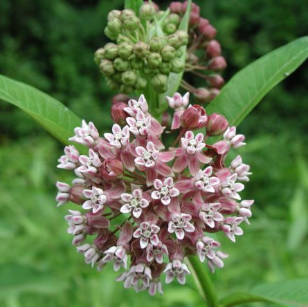 Common Milkweed Seeds