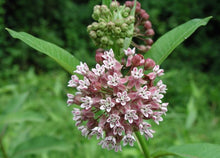 Load image into Gallery viewer, Common Milkweed