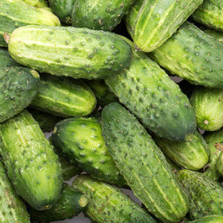 Cucumber, Cool Customer Pickling Seeds