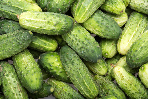 Cucumber, Cool Customer Pickling