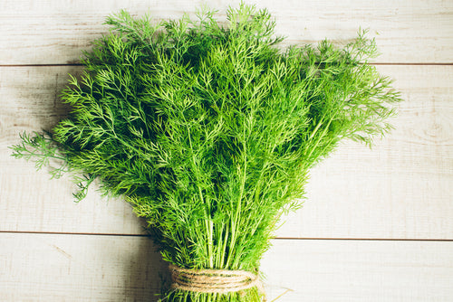 Dill, Bouquet