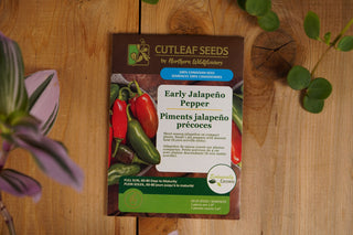 Piments jalapeño précoces