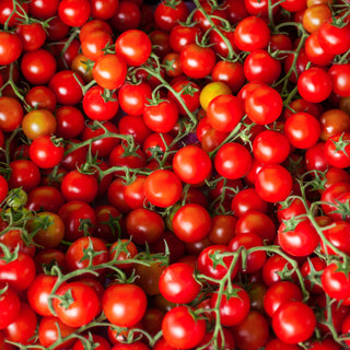 Tomato, Farthest North