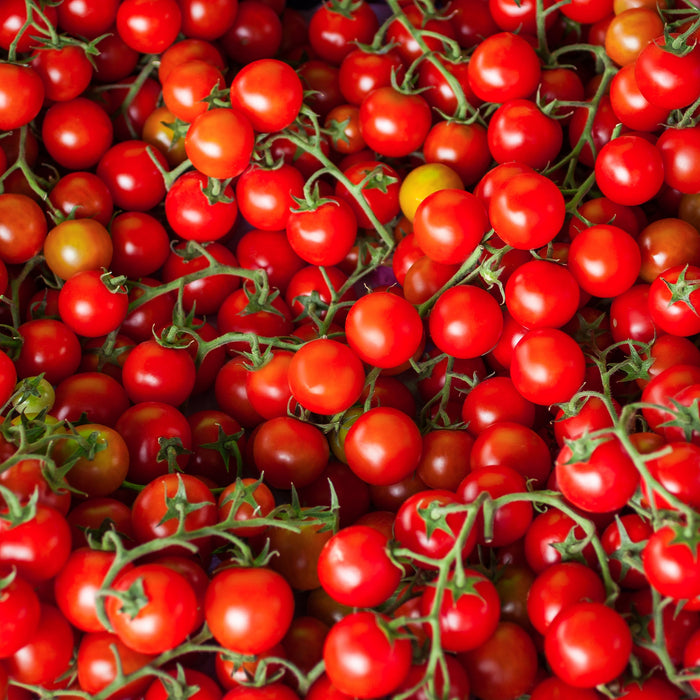Tomato, Farthest North