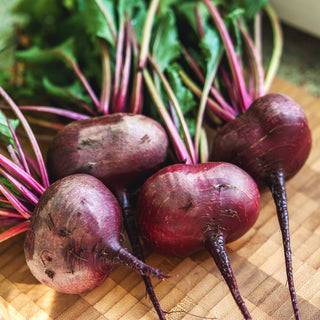 Beets, Flat of Egypt Seeds