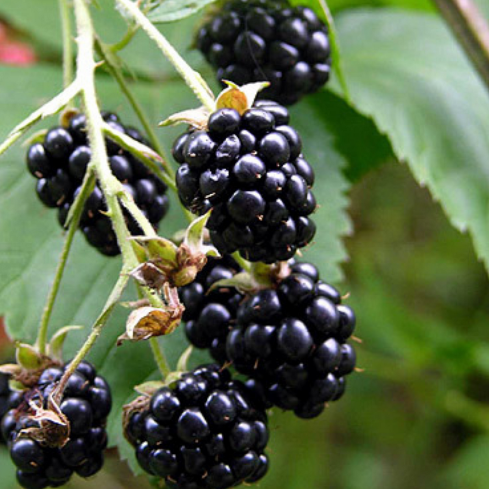 Wild Blackberry Seeds