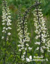 Load image into Gallery viewer, White Wild Indigo