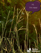 Load image into Gallery viewer, Big Bluestem