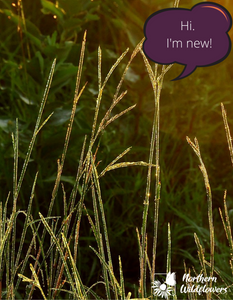 Big Bluestem