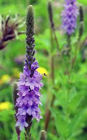 Mélange de semences de fleurs sauvages sec et ensoleillées