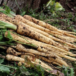 Parsnip, Homeschooler Seeds