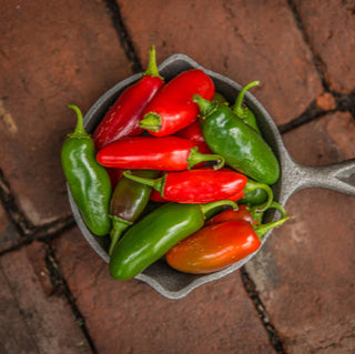 Pepper, Hot Early Jalapeño Seeds