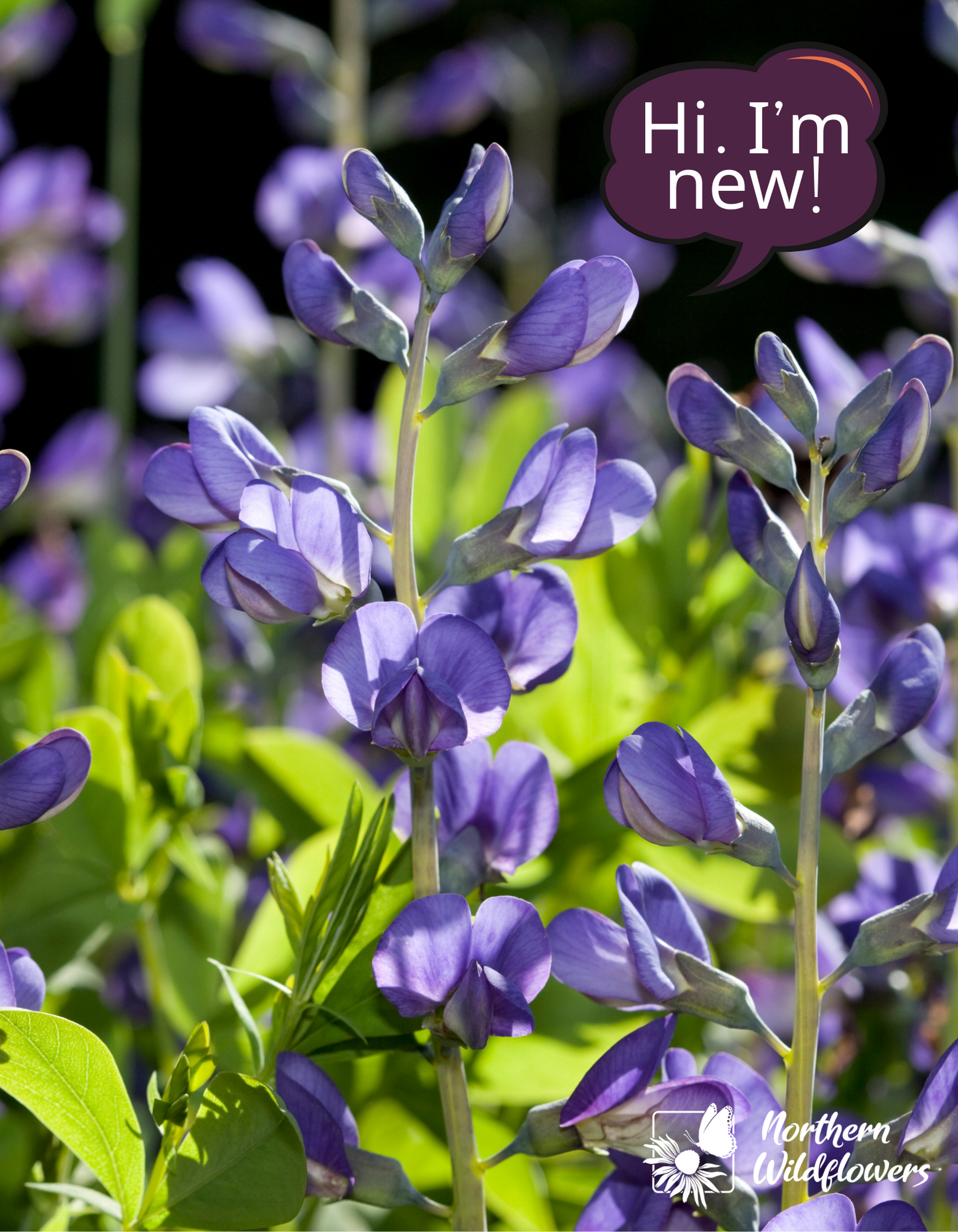 Collection de fleurs sauvages pour les abeilles