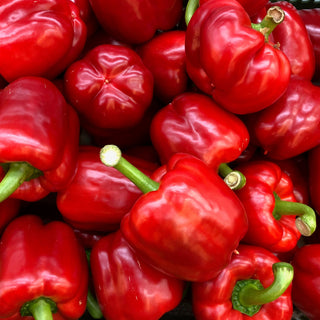 Peppers, King of the North Seeds