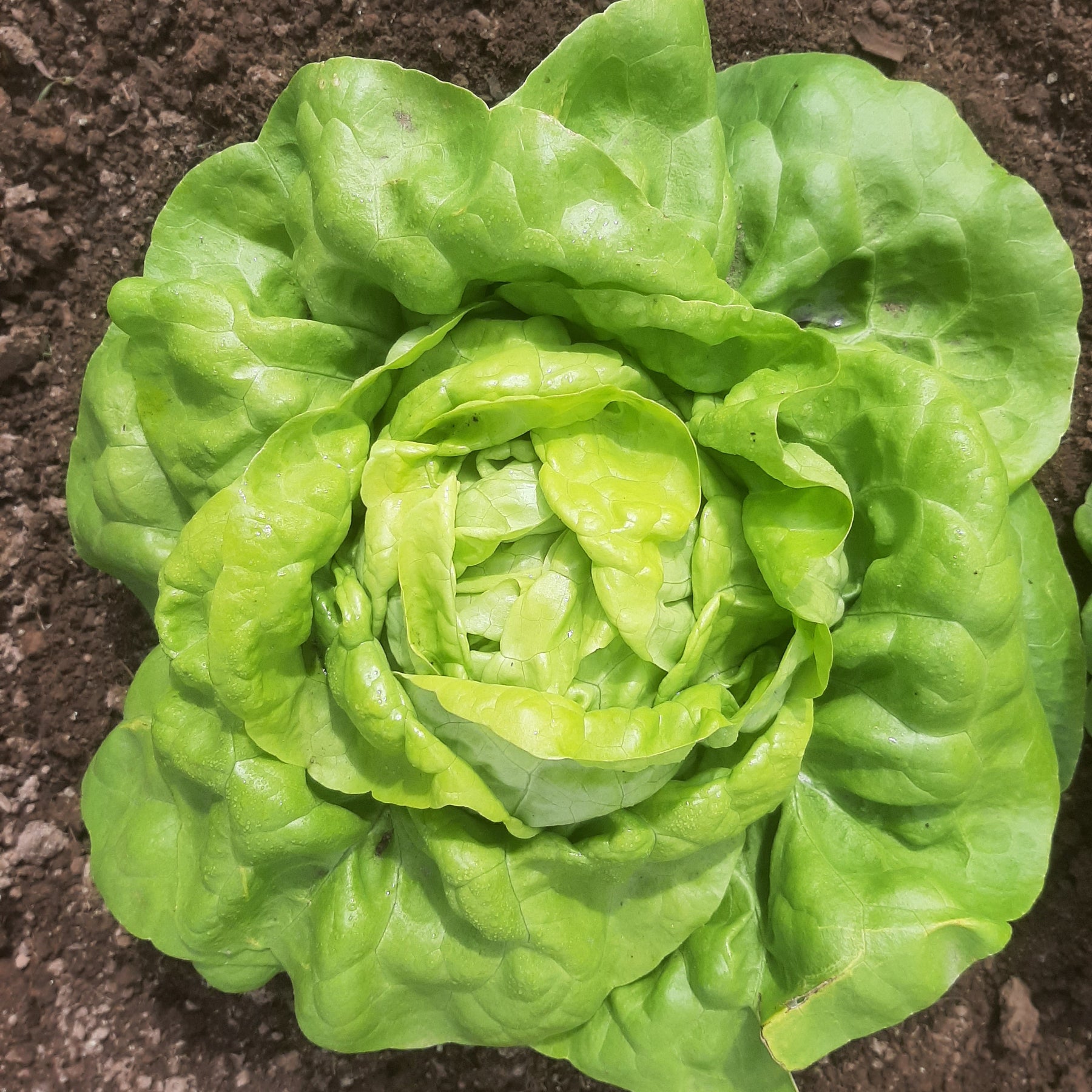 Lettuce, Kweik Seeds