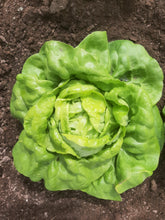 Load image into Gallery viewer, Lettuce Kweik