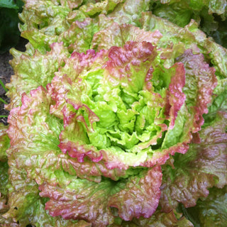 Lettuce, Drunken Woman Seeds