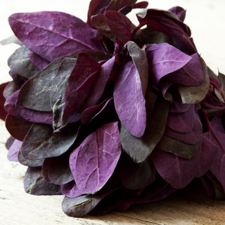 Orach, Magenta (Mountain Spinach) Seeds