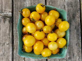 Heirloom Tomato Collection