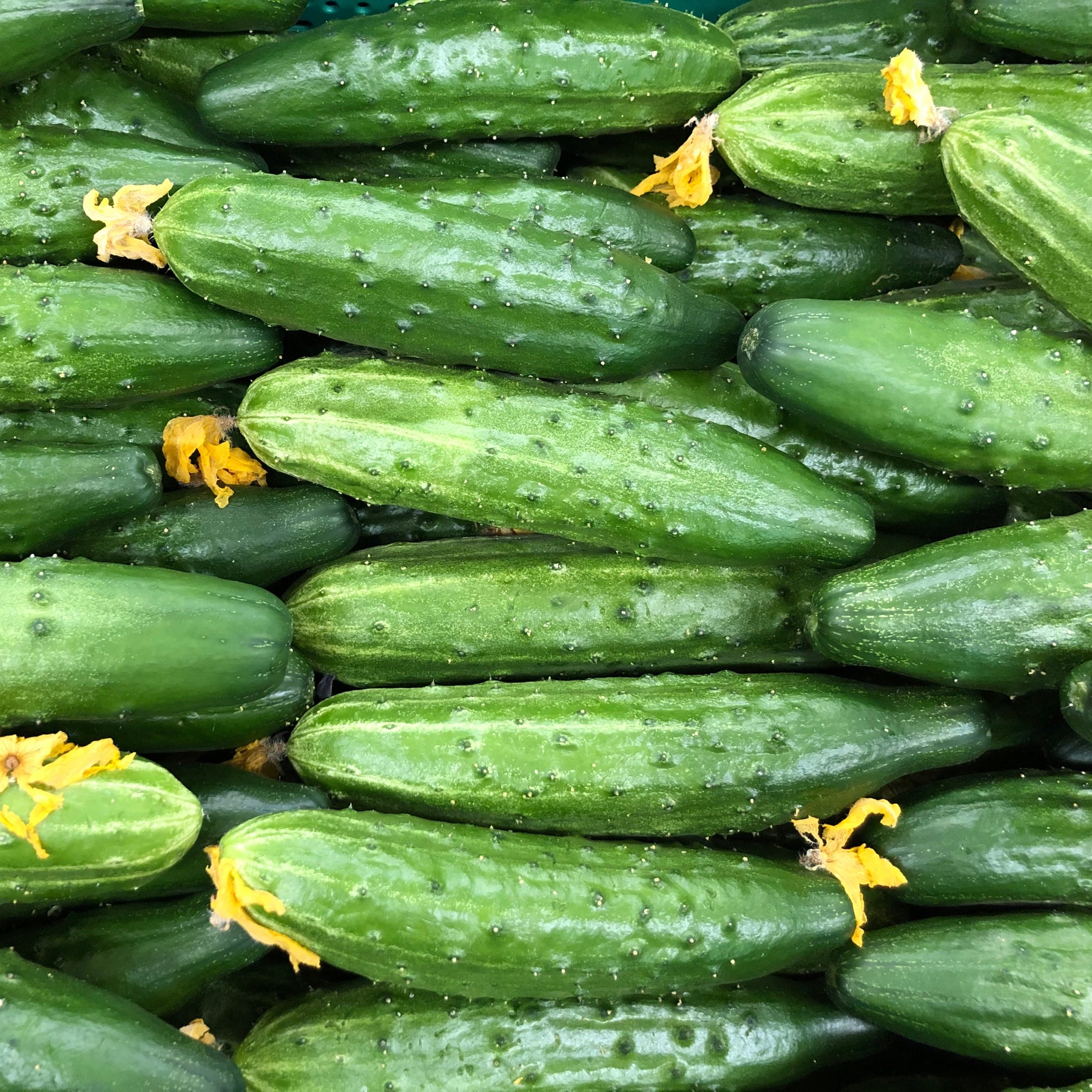 Cucumber, Marketmore Seeds