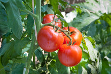 Load image into Gallery viewer, Tomato Merville Rocket