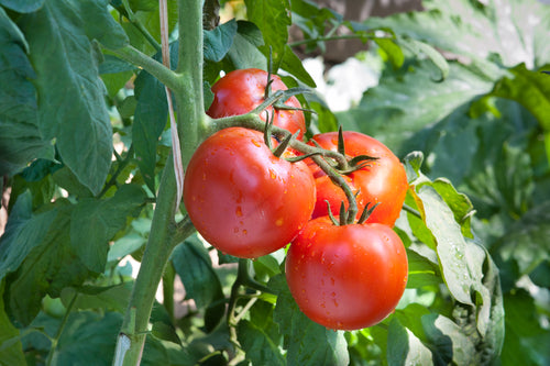 Tomate 'Merville rocket'