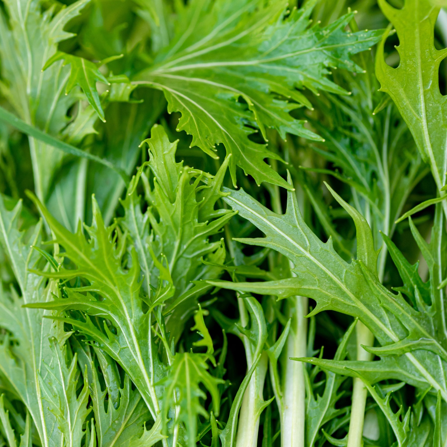 Mustard Greens, Mizuna Seeds