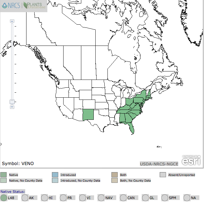 Épervière à feuilles veinées