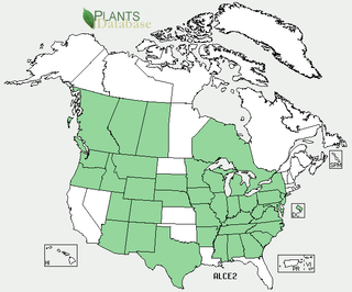 L'ail penché sauvage