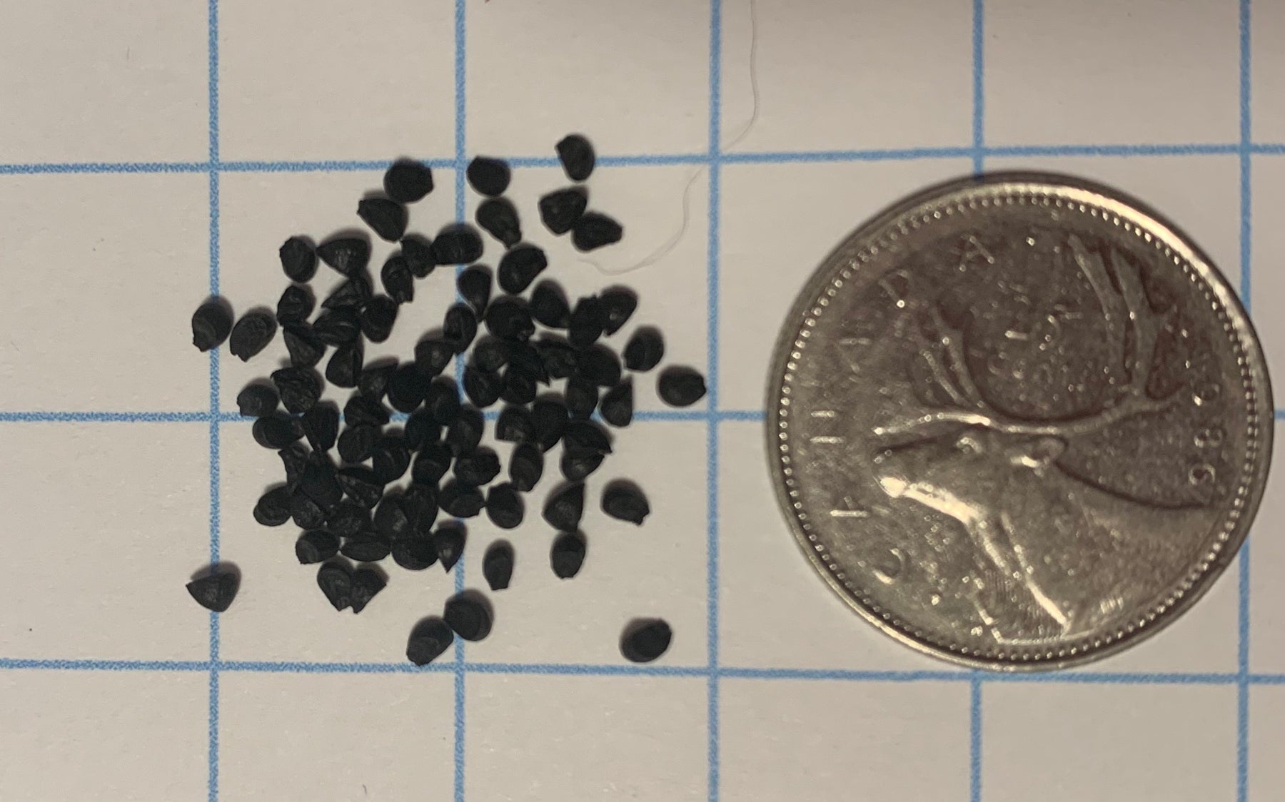 L'ail penché sauvage