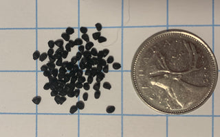 L'ail penché sauvage