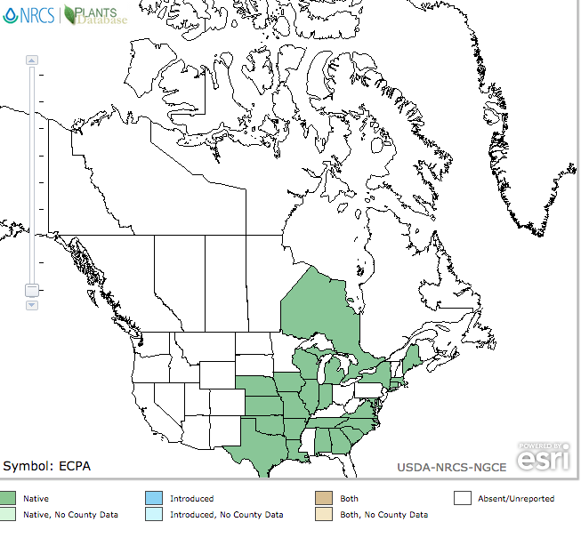 Pale Purple Coneflower