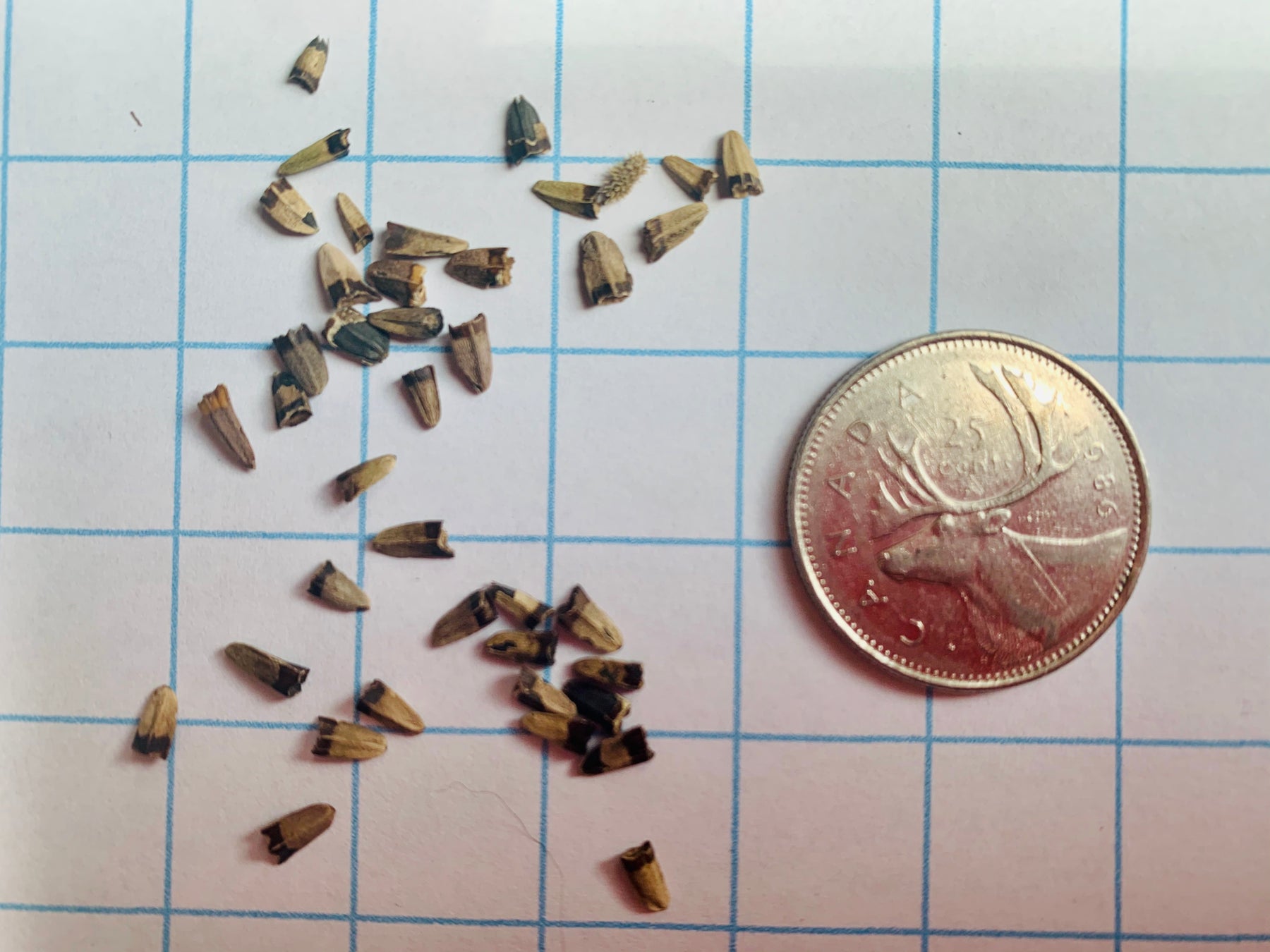 Pale Purple Coneflower