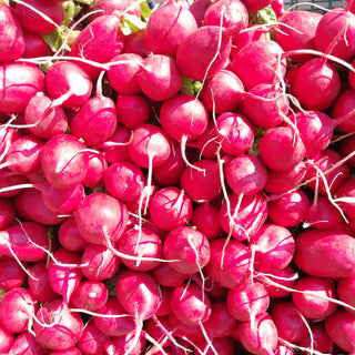 Radish, Pink Beauty