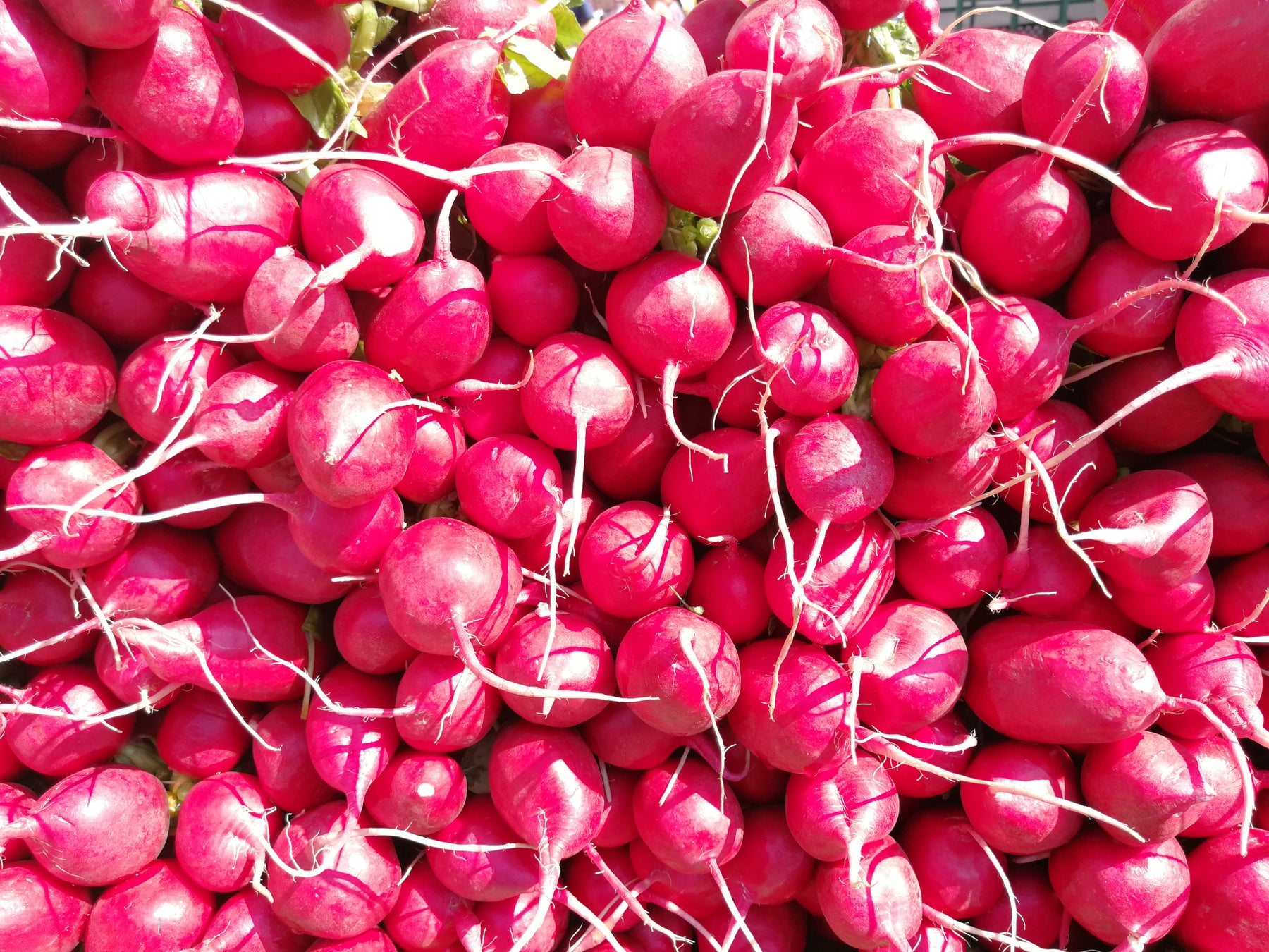 Easy to Grow Vegetable Collection