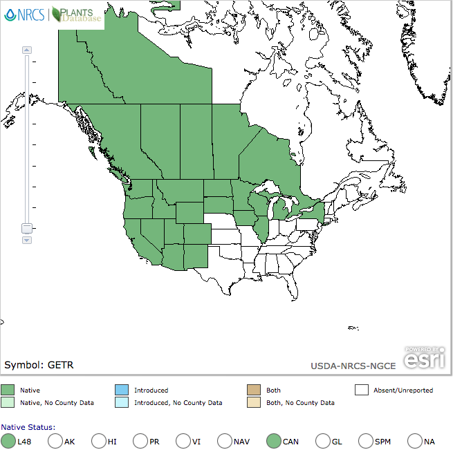 Benoîte à trois fleurs