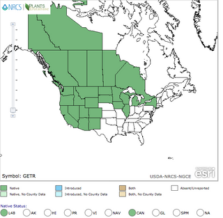 Benoîte à trois fleurs