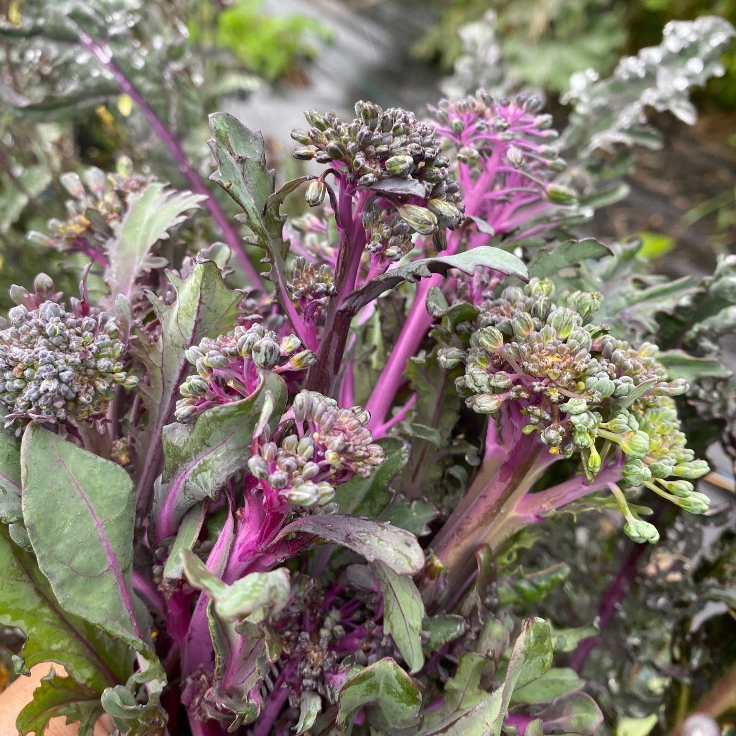 Broccoli, Purple Peacock Sprouting Seeds
