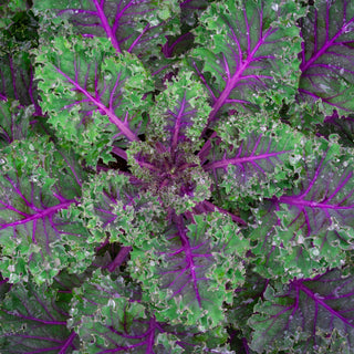 Kale, Red Russian Seeds