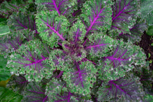 Load image into Gallery viewer, Kale Red Russian